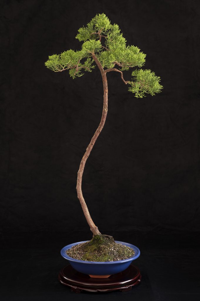 Juniperus Chinensis - Ken Wainman