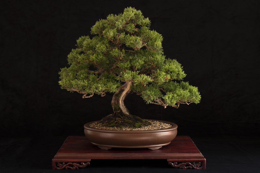 Juniperus Virginia - Cedric Hartzenberg